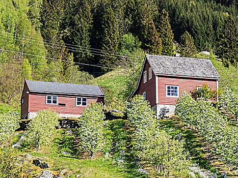 特色,木质,房子,水果,花园,靠近,挪威