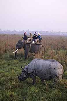 印度,阿萨姆邦,省,卡齐兰加,国家公园,犀牛,游客,大象