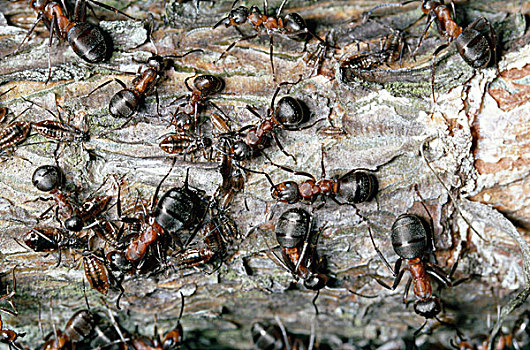 红色,木头,蚂蚁,棕色林蚁,挤奶,蚜虫,兴奋,蜜汁