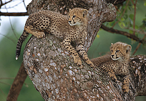 印度豹,猎豹,幼兽,三个,老,树上,南非