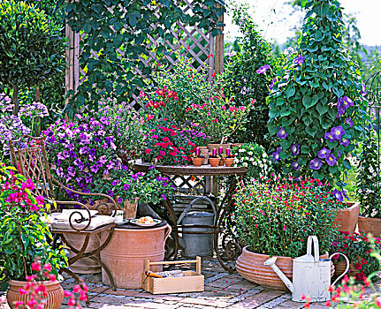 花园,平台,多样,陶制器具,开花植物