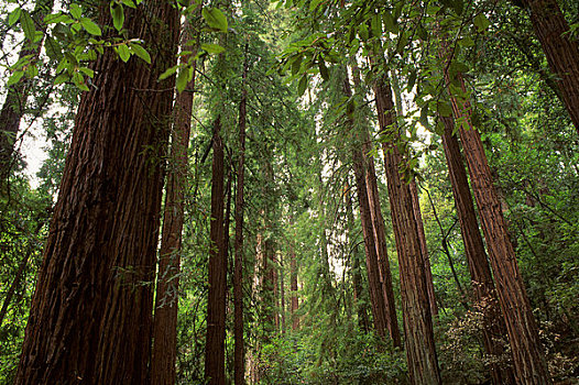 美国,加利福尼亚,靠近,旧金山,穆尔国家森林纪念地,红杉