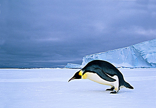 帝企鹅,边缘,冰,南,威德尔海,南极