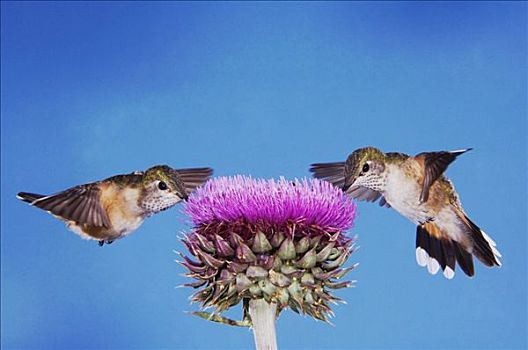 宽尾蜂鸟,雌性,飞行,蓟属植物,落基山国家公园,科罗拉多,美国
