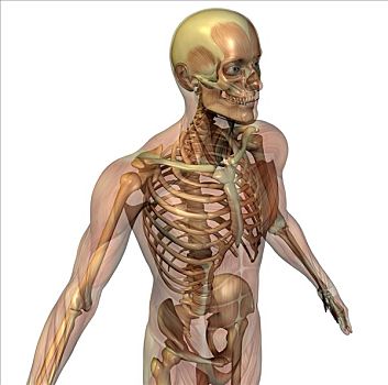 骨骼,透明,肌肉,玻璃,人