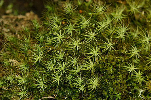 苔藓