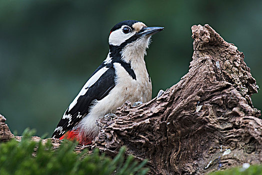 大斑啄木鸟,坐,枯木,下萨克森,德国,欧洲