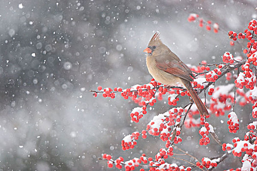 主红雀,雌性,普通,冬青属,暴风雪,伊利诺斯,美国