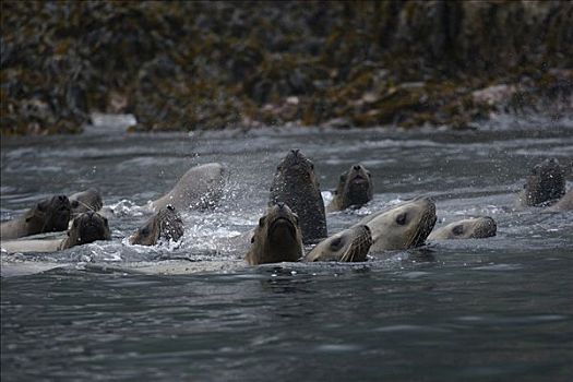 北海狮,群,游泳,威廉王子湾,阿拉斯加
