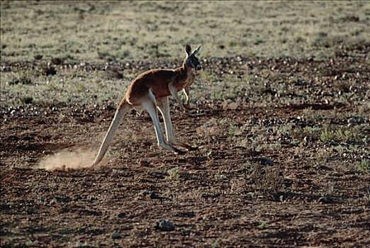 红袋鼠,蹦跳,澳大利亚