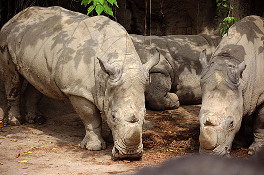 动物园里眷养的野生动物非洲灰犀牛