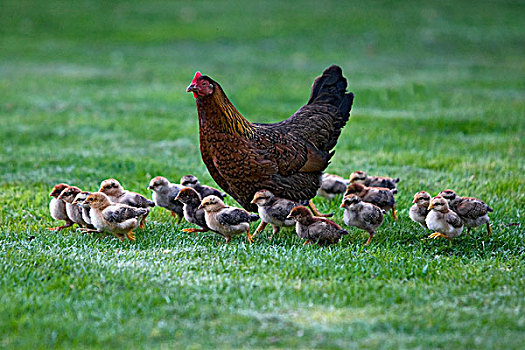 家居,鸡,家鸡,母鸡,幼禽,荷兰