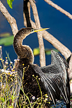 美洲蛇鸟,美洲蛇鹈,弄干,翼,小路,大沼泽地国家公园,佛罗里达,美国