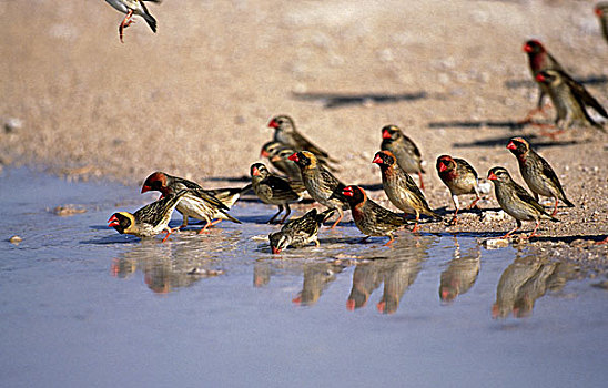 红色,鸟嘴,群,喝,水塘,纳米比亚