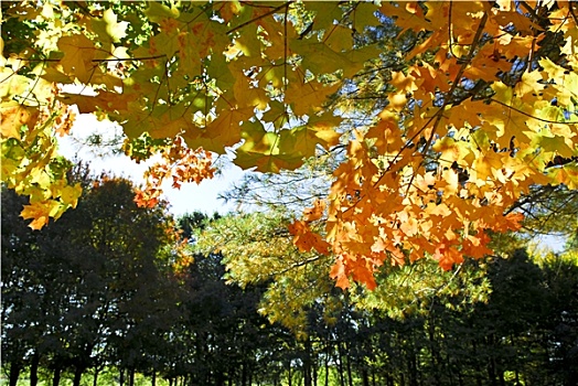 秋天,树,公园