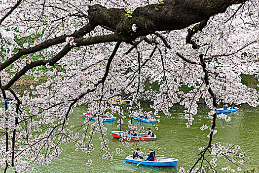 划艇,花,樱桃树,水道,公园,皇宫,东京,关东地区,本州,日本