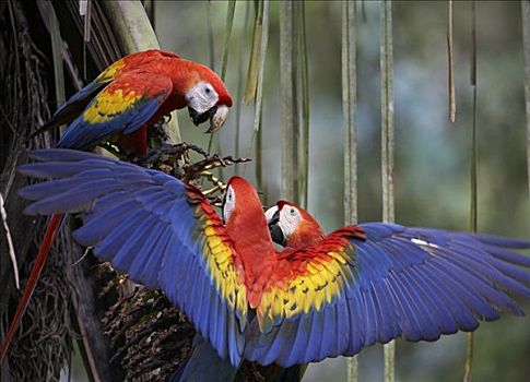 绯红金刚鹦鹉,三个,棕榈果,哥斯达黎加