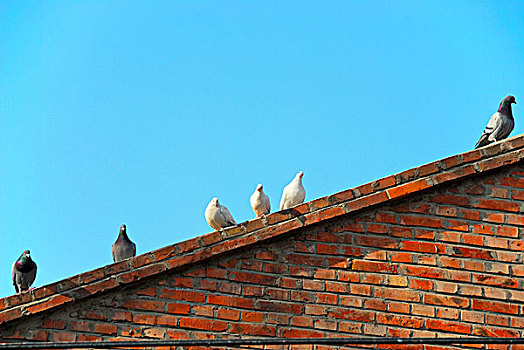 屋顶上一字排开的鸽子