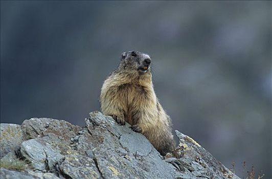 阿尔卑斯山土拨鼠,旱獭,成年,土拨鼠,坐,石头,上陶恩山国家公园,奥地利