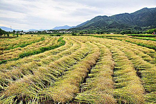 安徽黟县