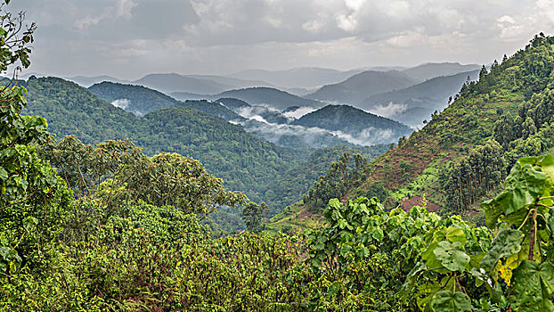 热带雨林,丘陵地貌,云,背影,国家公园,乌干达,非洲