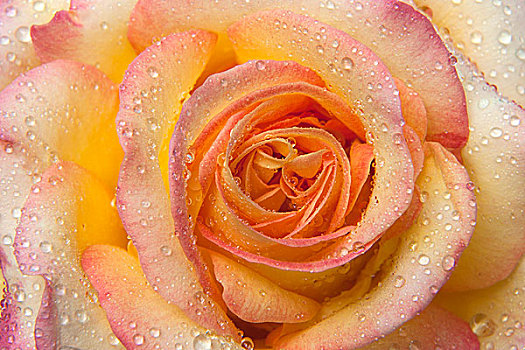 玫瑰,花,水滴