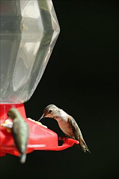 蜂鸟,喂鸟器,不列颠哥伦比亚省,加拿大