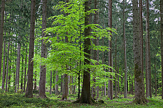 巴伐利亚森林,巴伐利亚,德国