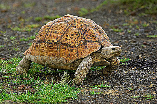 豹纹龟,草地,肯尼亚