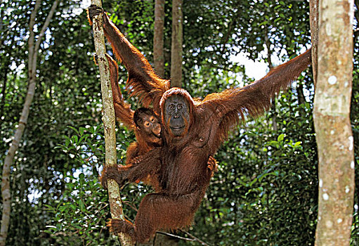 猩猩,黑猩猩,年轻,悬挂,枝条,婆罗洲