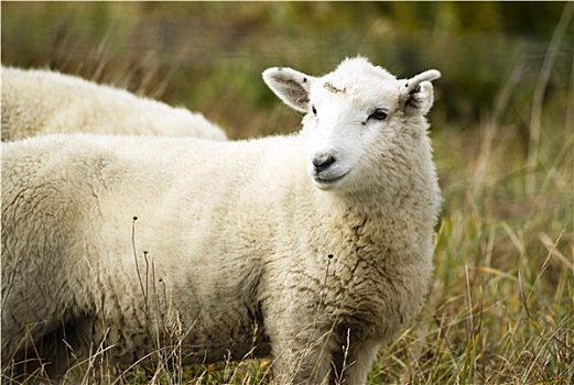 绵羊,牧场,牲畜,家畜,放牧,驯服,哺乳动物
