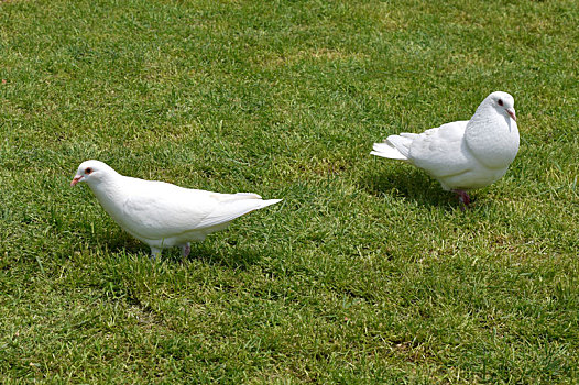 草地上的两只白鸽