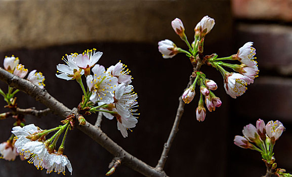 樱桃花