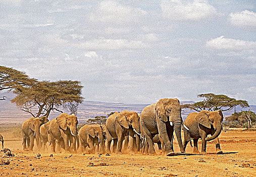 非洲象,牧群,公园,肯尼亚