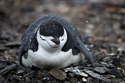 帽带企鹅,阿德利企鹅属,孵卵,蛋,鸟窝,半月,岛屿,南设得兰群岛,南极