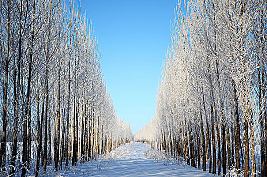 新疆雪景