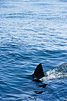 大白鲨,沙鲨属,游泳,表面,海豹岛,福尔斯湾,南非