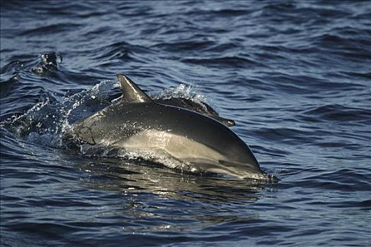 真海豚,海豚,平面,科特兹海,北下加利福尼亚州,墨西哥