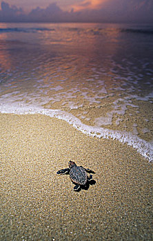 美国,佛罗里达,蠵龟,孵化动物,海滩,边缘,朱诺海滩