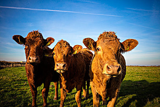 三个,母牛,草地,石荷州,德国,欧洲