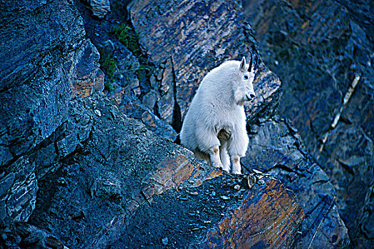 石山羊,雪羊,冰川国家公园,不列颠哥伦比亚省,加拿大