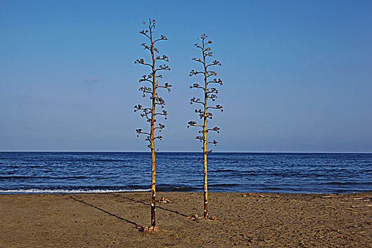 海滩,自然公园,安达卢西亚,西班牙