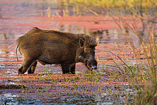 野猪,进食,浅,水,湖,拉贾斯坦邦,国家公园,印度,亚洲