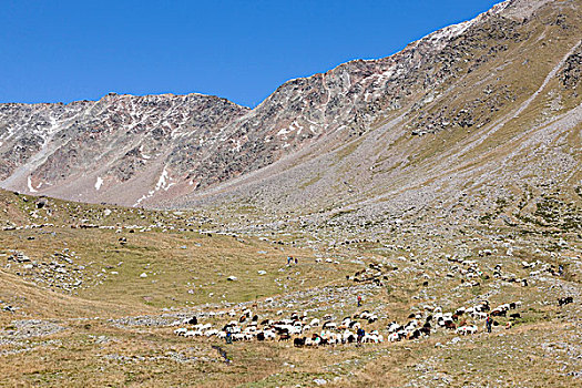 迁徙,绵羊,跋涉,高山,山峰,厄茨泰,阿尔卑斯山,南蒂罗尔,意大利,北方,提洛尔,奥地利,14世纪,马鞍