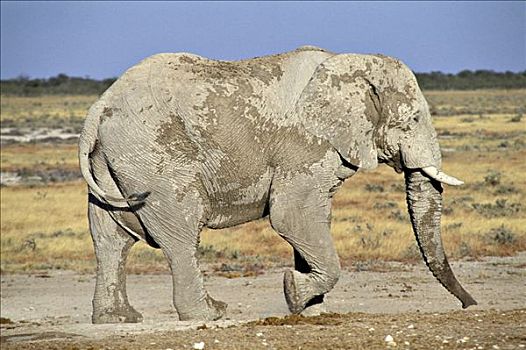 大象,非洲象,水,斑点,埃托沙国家公园,纳米比亚
