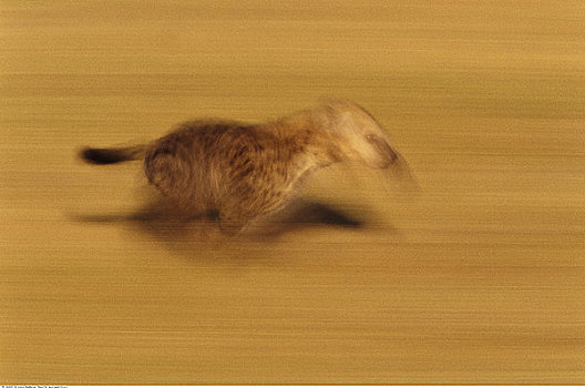 跑,鬣狗,马赛马拉,肯尼亚