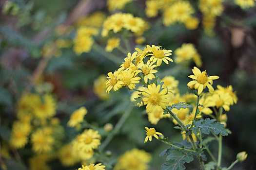 野菊花