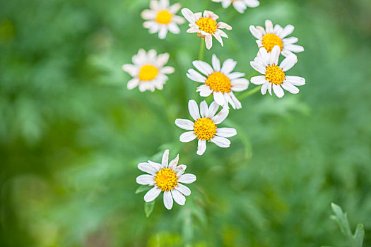 花朵局部特写