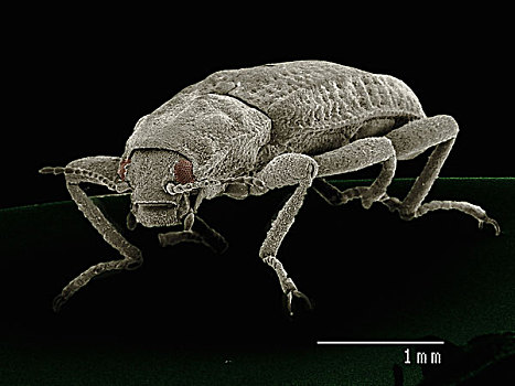 电子显微扫描图,甲虫,甲虫类