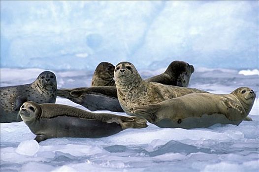 斑海豹,阳光,冰,拿骚,峡湾,夏天,靠近,冰河